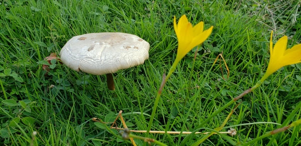 mushroom